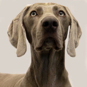 Profile photo of Simon